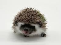 hedgehog photo