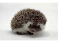 hedgehog photo