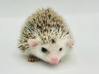 hedgehog photo