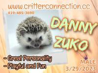 hedgehog photo