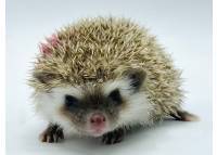 hedgehog photo