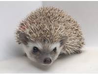 hedgehog photo