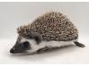 photo of hedgehog for sale