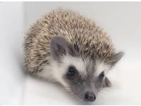 photo of hedgehog for sale