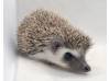 photo of hedgehog for sale
