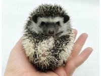 hedgehog photo
