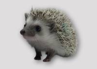 hedgehog photo