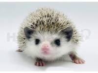 hedgehog photo