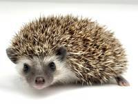 hedgehog photo