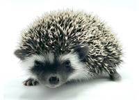 hedgehog photo