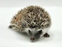 hedgehog photo