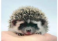 hedgehog photo