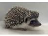 photo of hedgehog for sale
