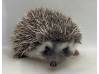photo of hedgehog for sale