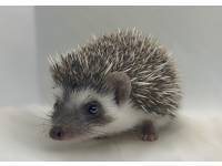 photo of hedgehog for sale