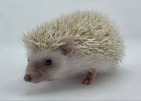 hedgehog photo