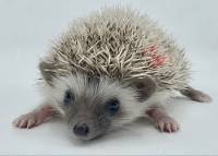 hedgehog photo