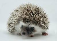 hedgehog photo