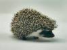 photo of hedgehog for sale