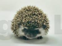 photo of hedgehog Gizma, for sale
