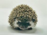 hedgehog photo