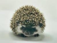 photo of hedgehog Gizma, for sale