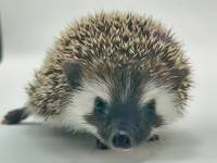 hedgehog photo
