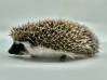 photo of hedgehog for sale