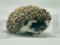 photo of hedgehog Grazen, for sale