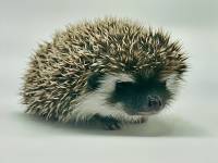 hedgehog photo