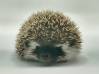 photo of hedgehog for sale