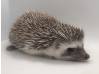 photo of hedgehog for sale