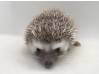 photo of hedgehog for sale