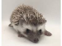 photo of hedgehog for sale