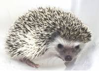 Prissie