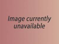 photo of hedgehog for sale