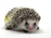 hedgehog photo