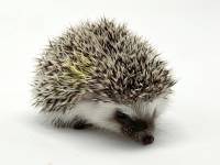 hedgehog photo