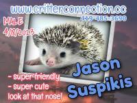 Jason Suspikis