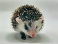 hedgehog photo