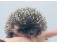 hedgehog photo