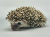hedgehog photo