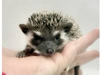 hedgehog photo