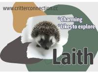 hedgehog photo