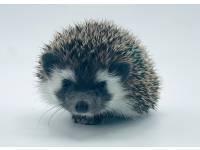 hedgehog photo