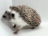 hedgehog photo