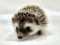 hedgehog photo