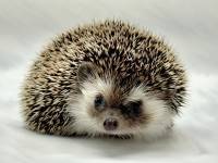 hedgehog photo