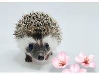 hedgehog photo