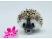 hedgehog photo